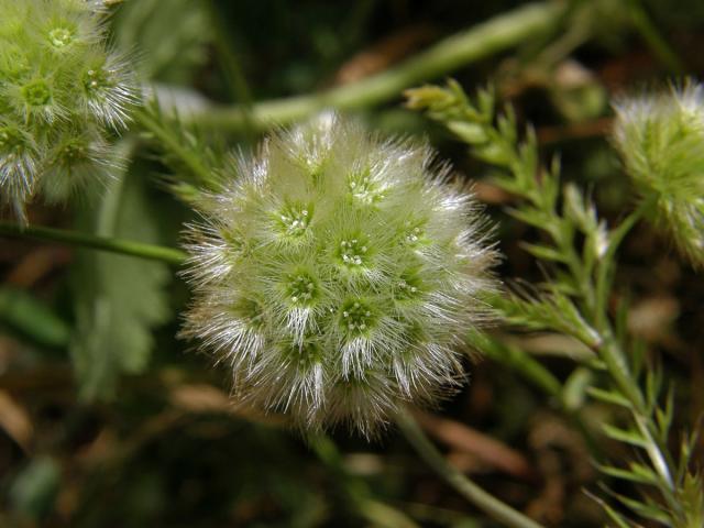 Lagoecia cuminoides L.