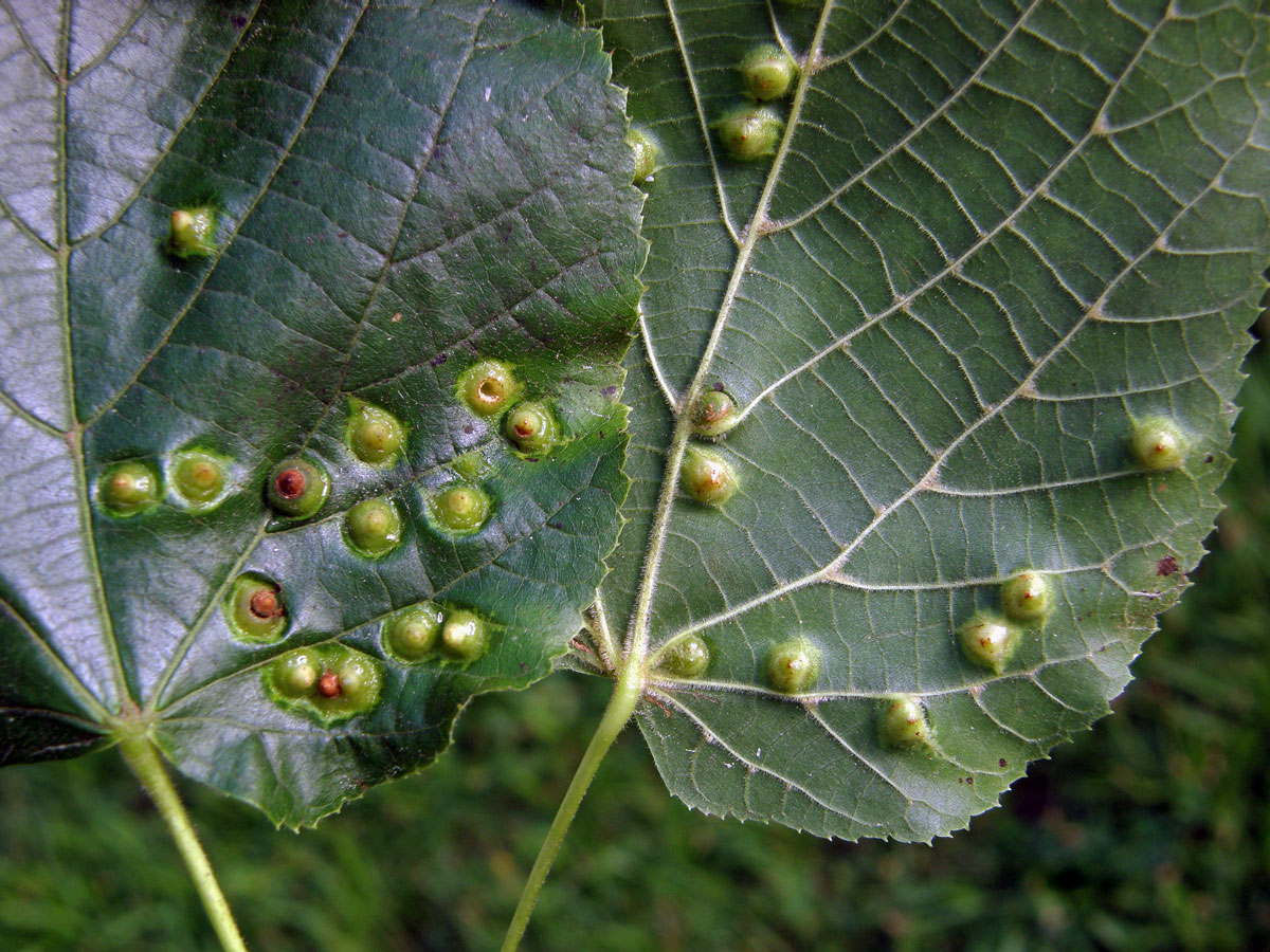 Hálky bejlomorky lipové (Didymomyia reaumuriana)