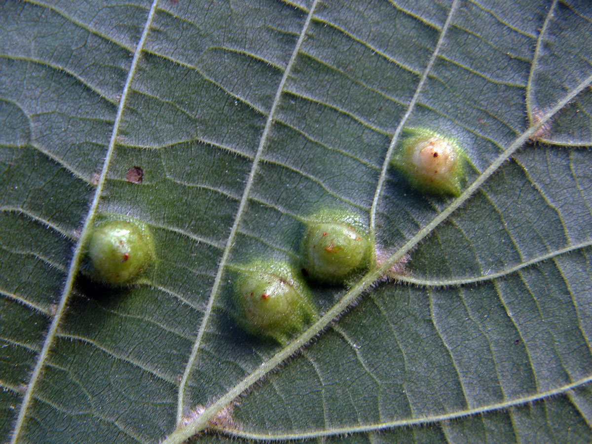 Hálky bejlomorky lipové (Didymomyia reaumuriana)