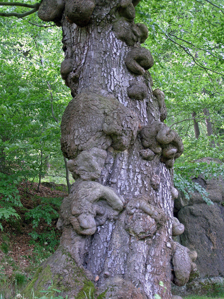 Nádor na buku lesním (Fagus sylvatica L.) (9a)