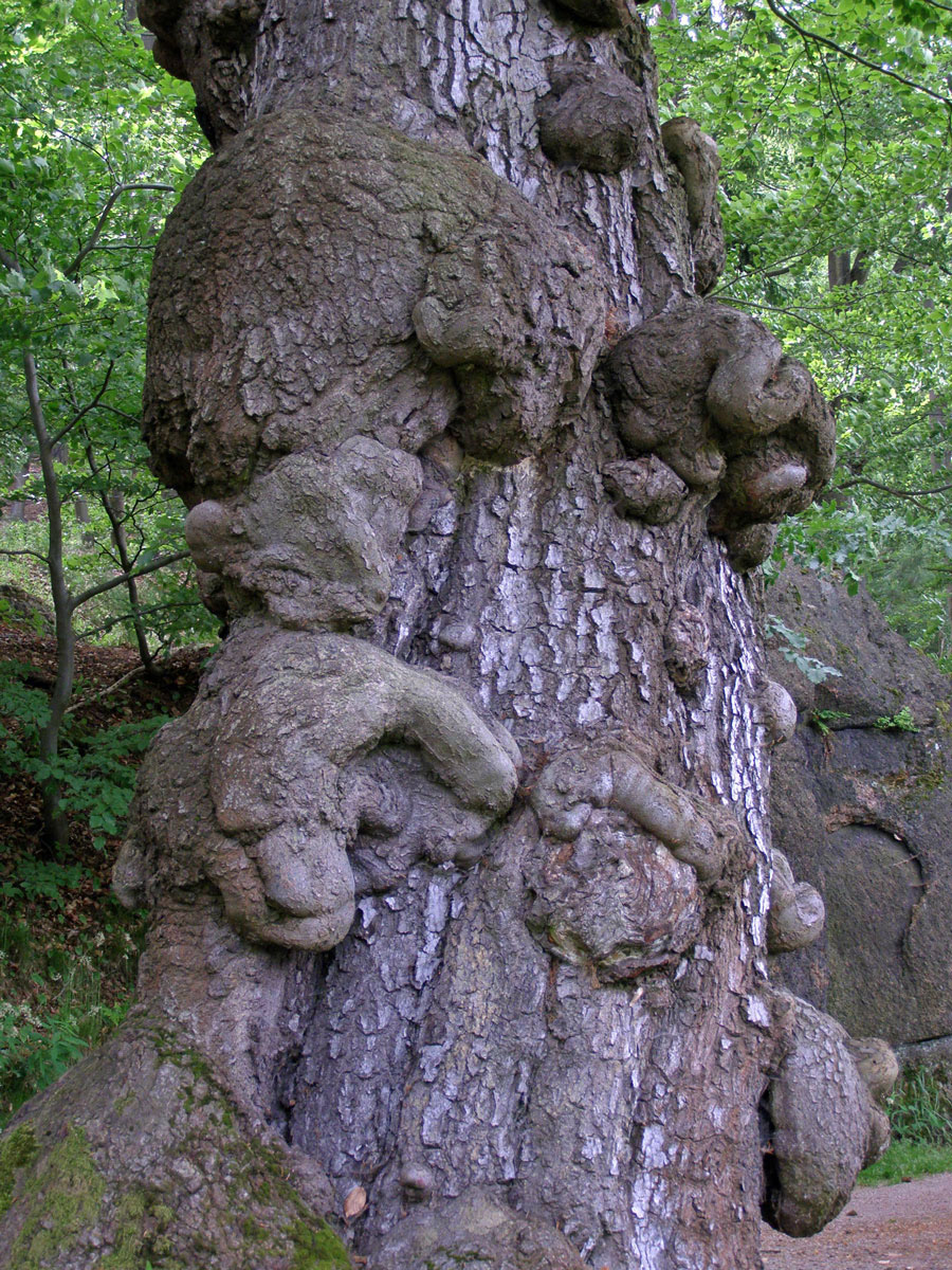 Nádor na buku lesním (Fagus sylvatica L.) (9b)