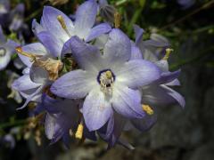 Zvonek (Campanula pyramidalis L.), šestičetný květ