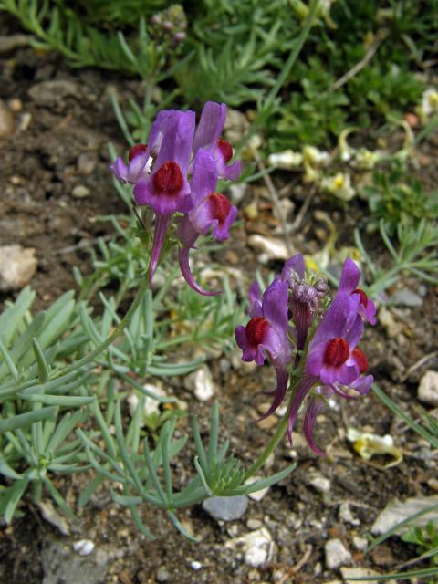 9_Krtičníkovité: Lnice (Linaria)