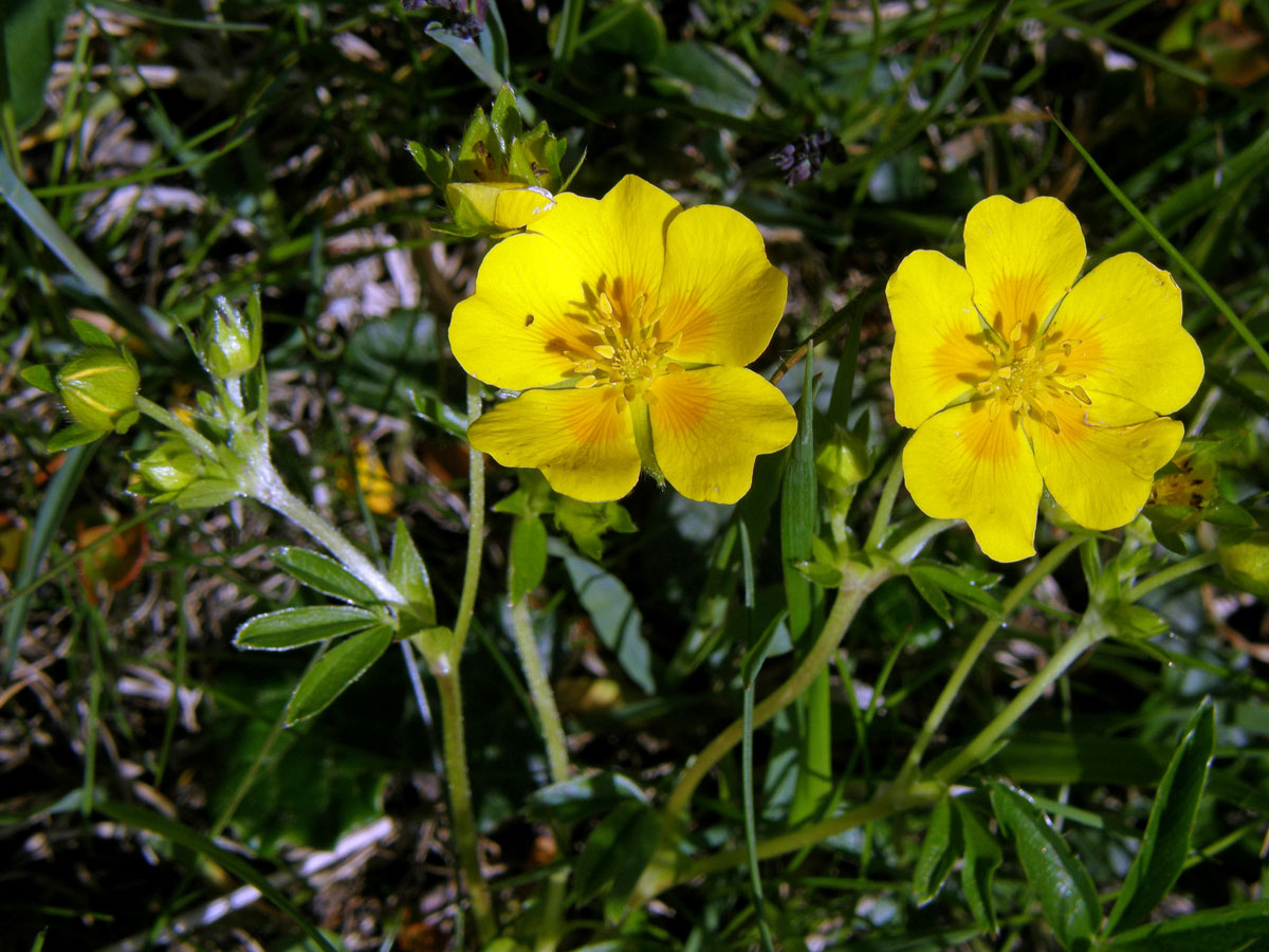 Mochna zlatá (Potentilla aurea L.)