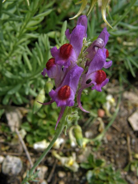 9_Krtičníkovité: Lnice (Linaria)