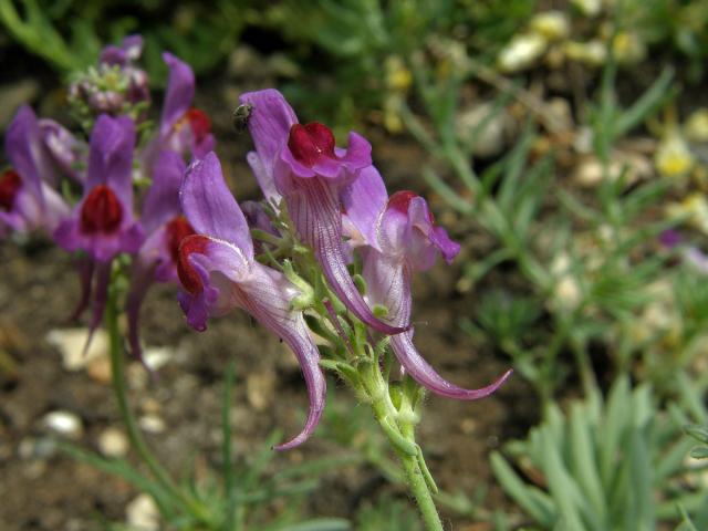 9_Krtičníkovité: Lnice (Linaria)