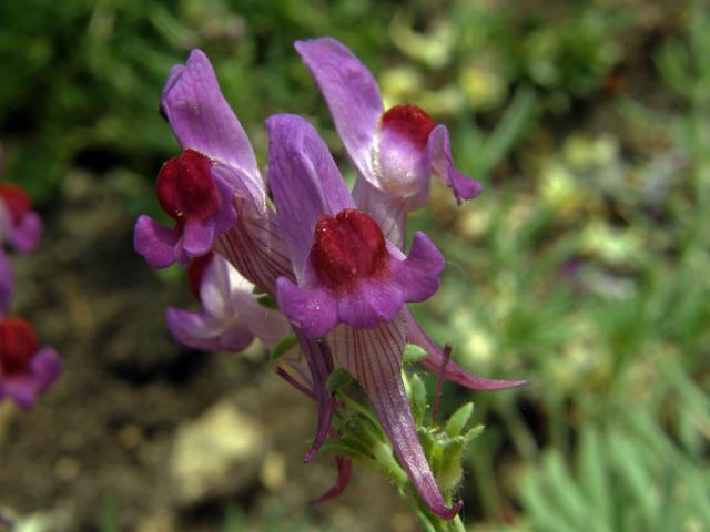 9_Krtičníkovité: Lnice (Linaria)