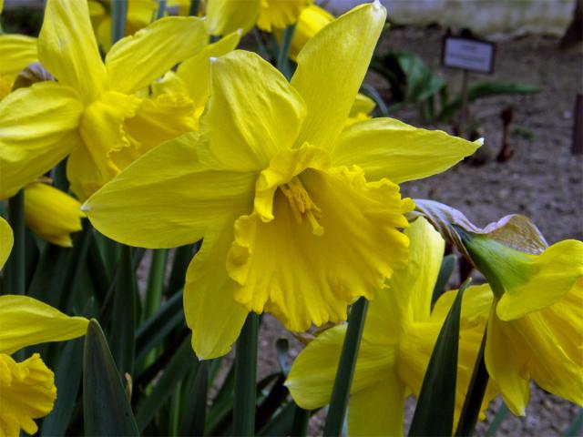 Narcis žlutý (Narcissus pseudonarcissus L.)