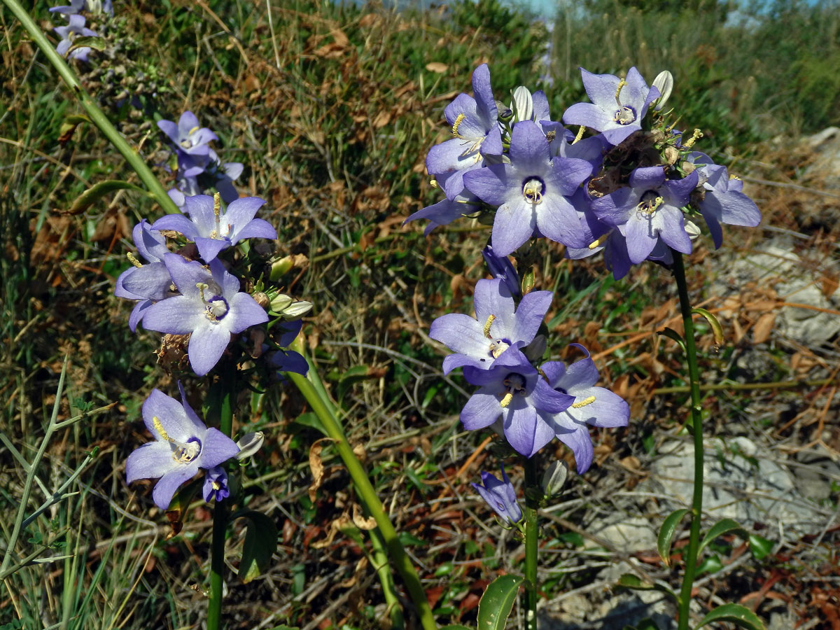 Zvonek (Campanula pyramidalis L.)