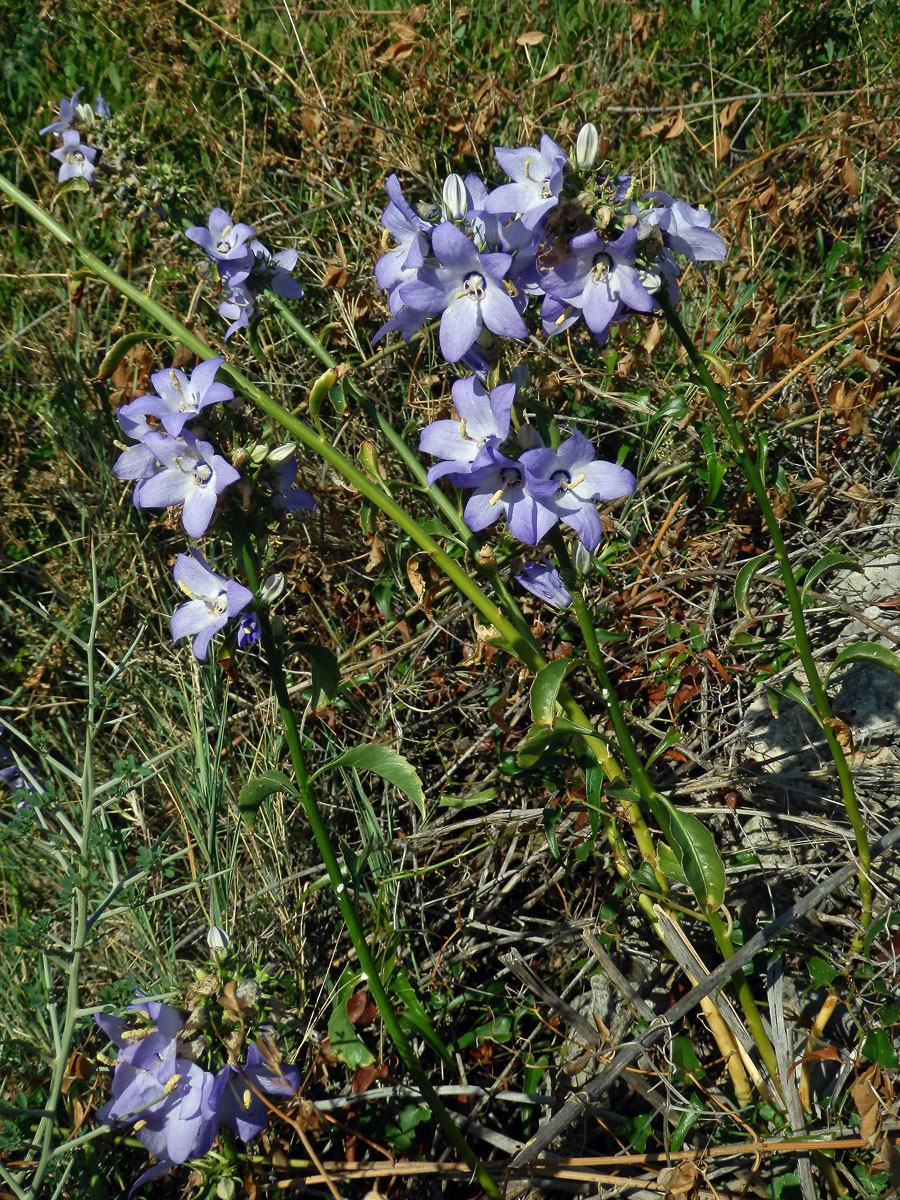 Zvonek (Campanula pyramidalis L.)