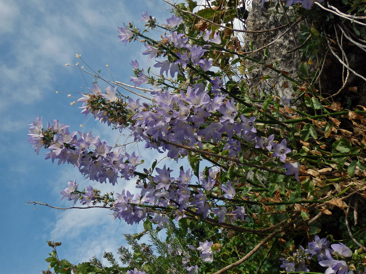 Zvonek (Campanula pyramidalis L.)