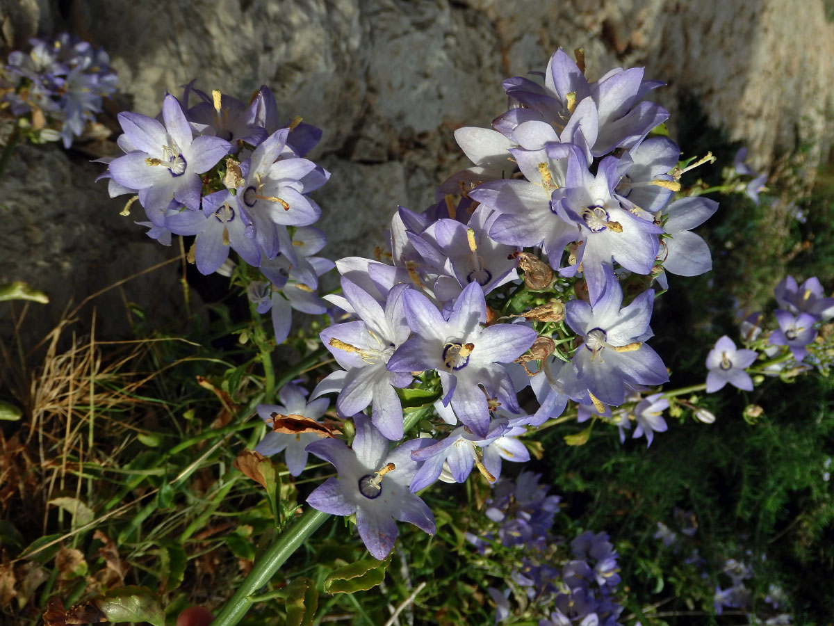 Zvonek (Campanula pyramidalis L.)