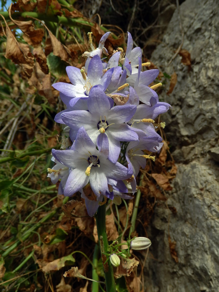 Zvonek (Campanula pyramidalis L.)