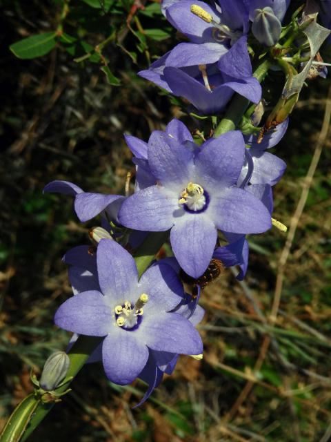 Zvonek (Campanula pyramidalis L.)