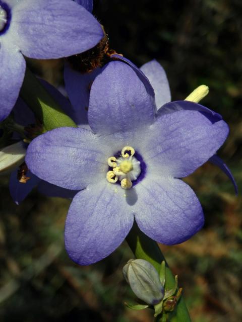 Zvonek (Campanula pyramidalis L.)