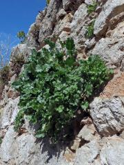 Zvonek (Campanula pyramidalis L.)