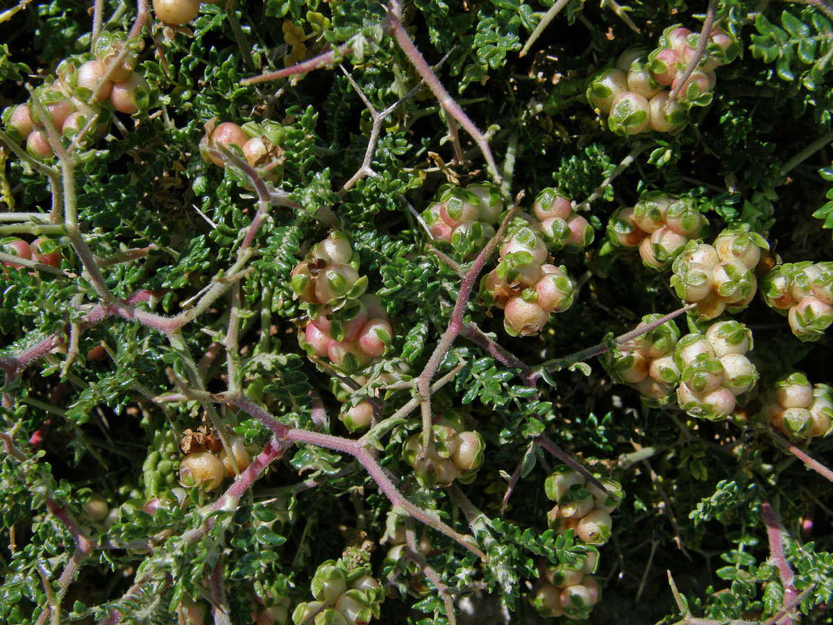 Astivida trnitá (Sarcopoterium spinosum (L.) Spach)