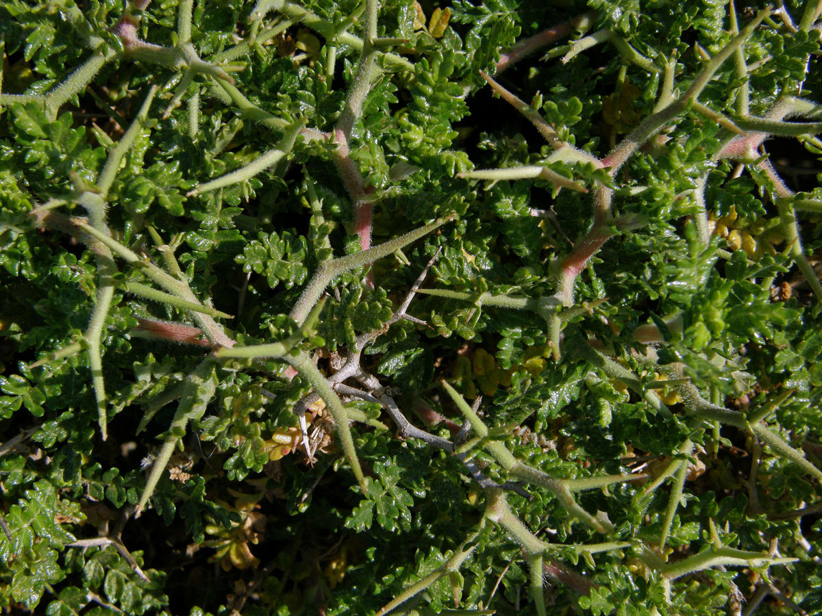 Astivida trnitá (Sarcopoterium spinosum (L.) Spach)