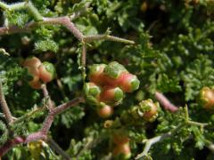 Astivida trnitá (Sarcopoterium spinosum (L.) Spach)