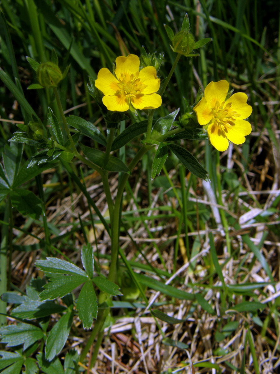 Mochna zlatá (Potentilla aurea L.)