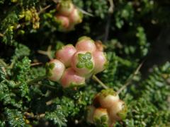 Astivida trnitá (Sarcopoterium spinosum (L.) Spach)