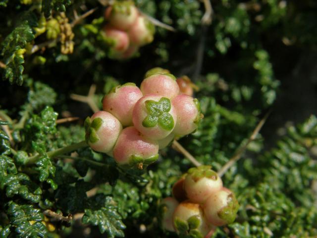 Astivida trnitá (Sarcopoterium spinosum (L.) Spach)