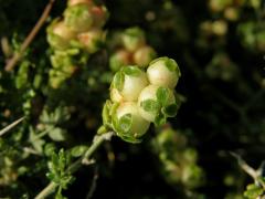 Astivida trnitá (Sarcopoterium spinosum (L.) Spach)