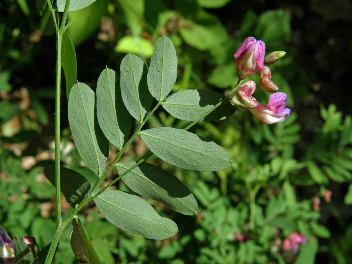 Vikev kašubská (Vicia cassubica L.)