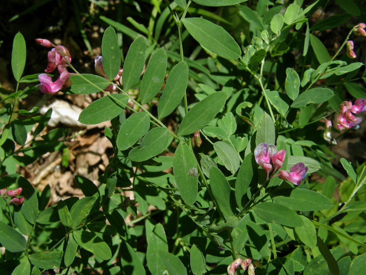 Vikev kašubská (Vicia cassubica L.)