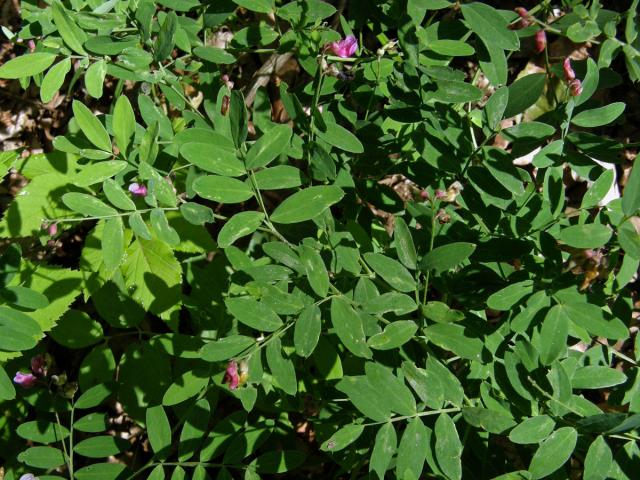 Vikev kašubská (Vicia cassubica L.)