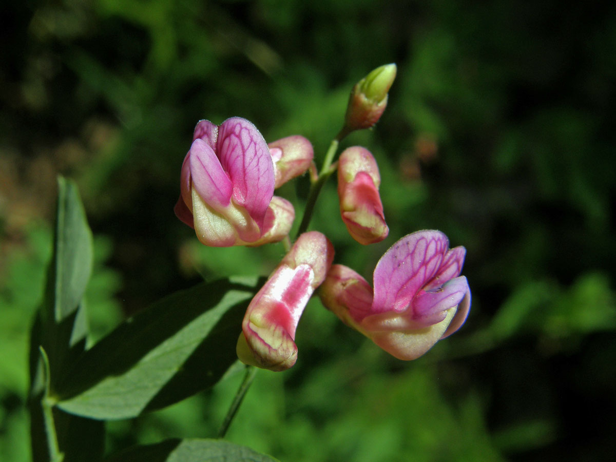 Vikev kašubská (Vicia cassubica L.)