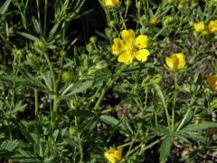 Mochna sedmilistá (Potentilla heptaphylla L.)