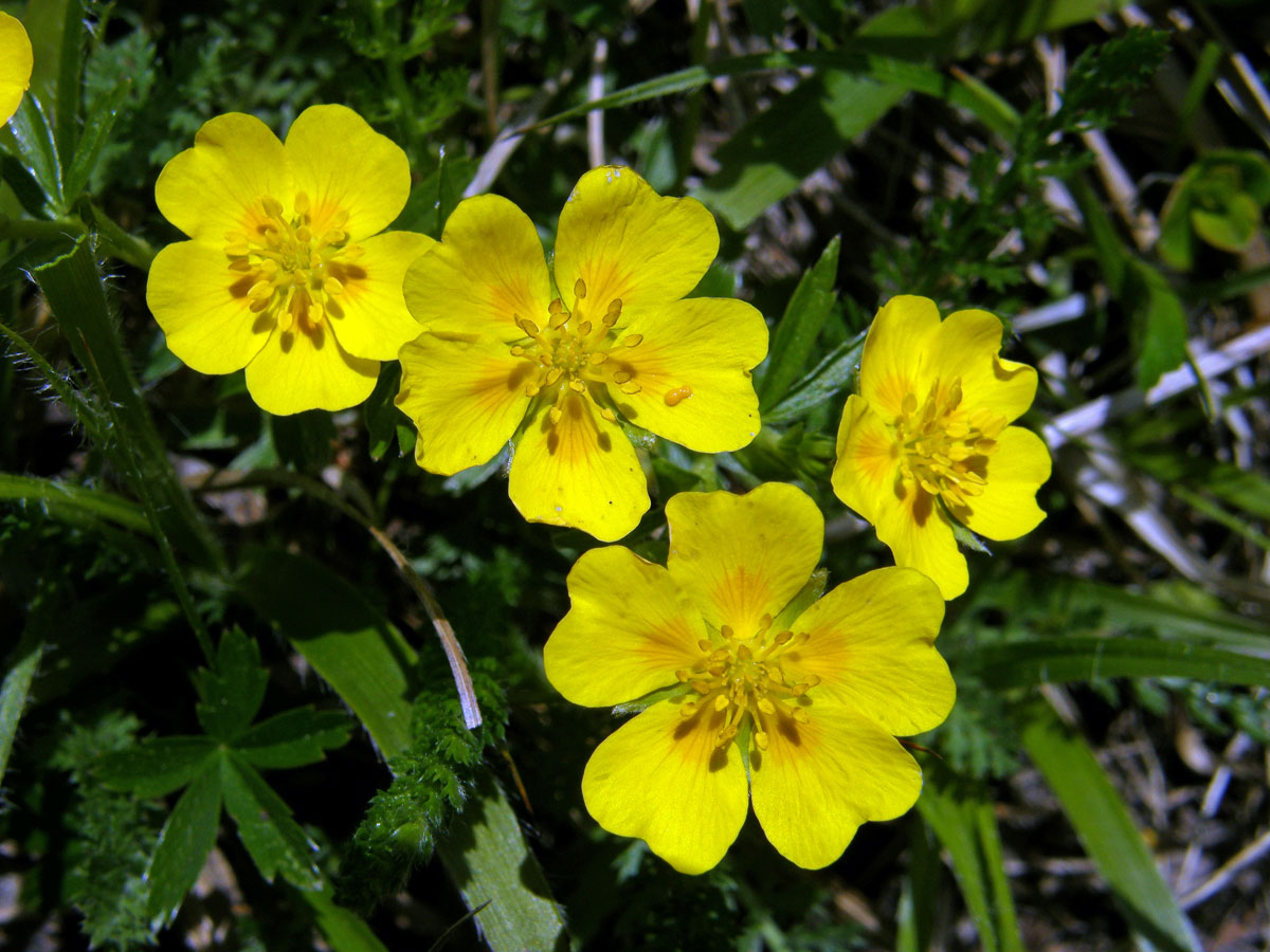 Mochna zlatá (Potentilla aurea L.)