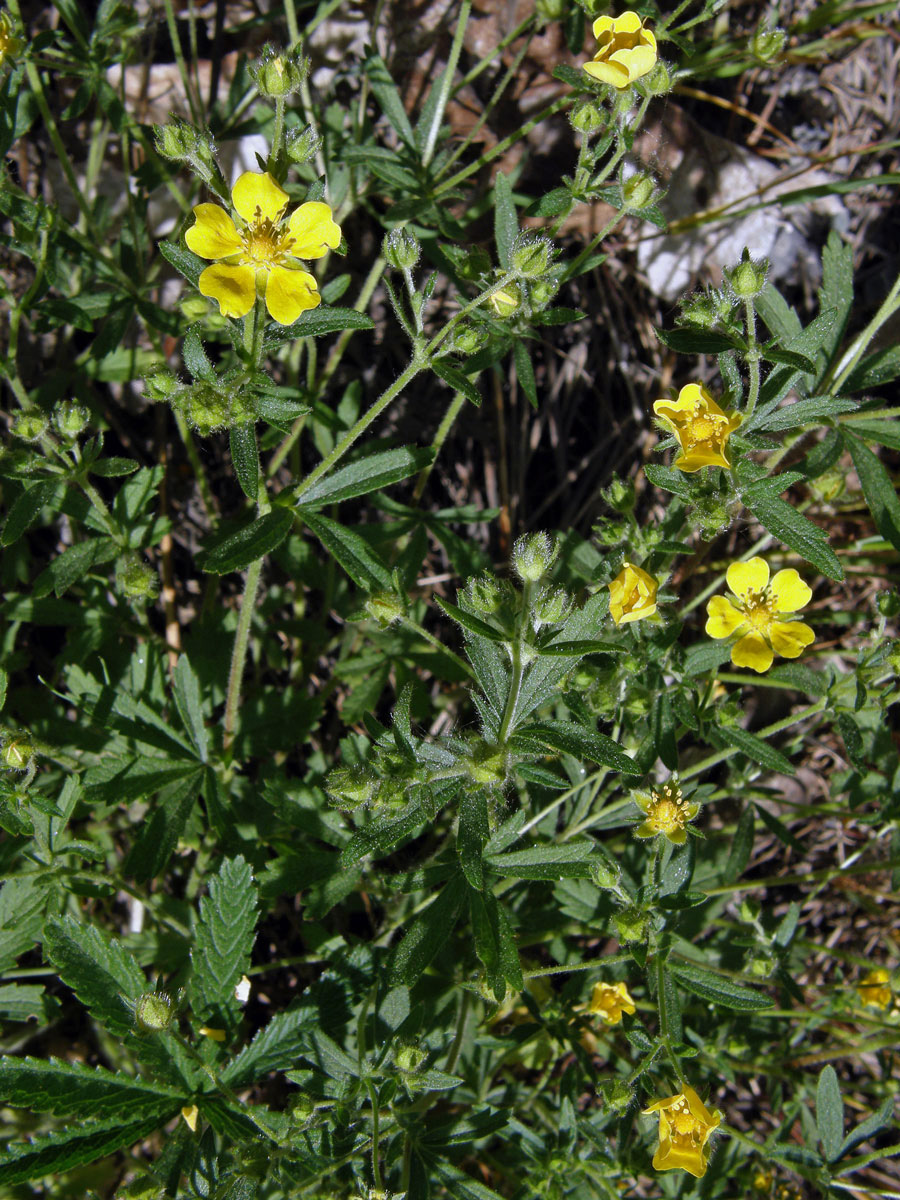 Mochna sedmilistá (Potentilla heptaphylla L.)