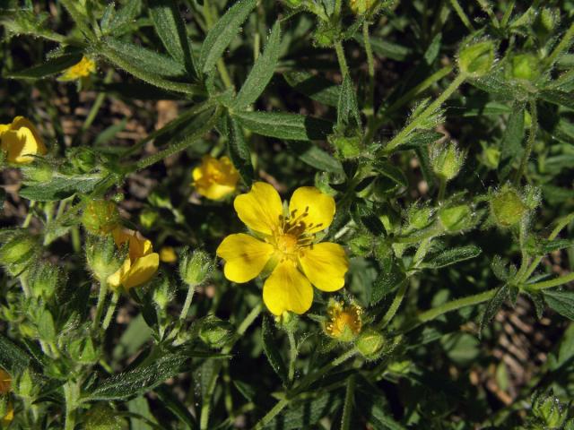 Mochna sedmilistá (Potentilla heptaphylla L.)