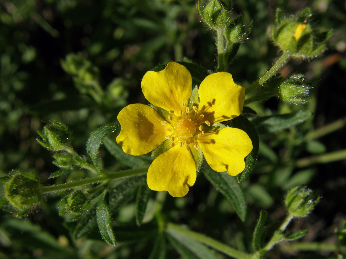 Mochna sedmilistá (Potentilla heptaphylla L.)