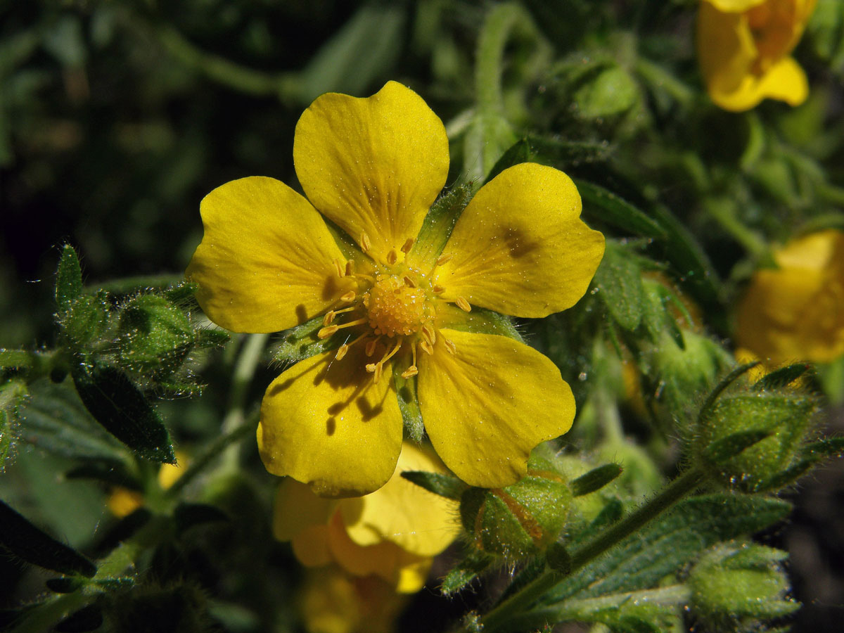 Mochna sedmilistá (Potentilla heptaphylla L.)