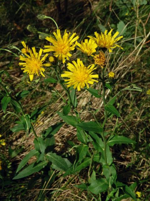 Jestřábník hladký (Hieracium laevigatum Willd.)