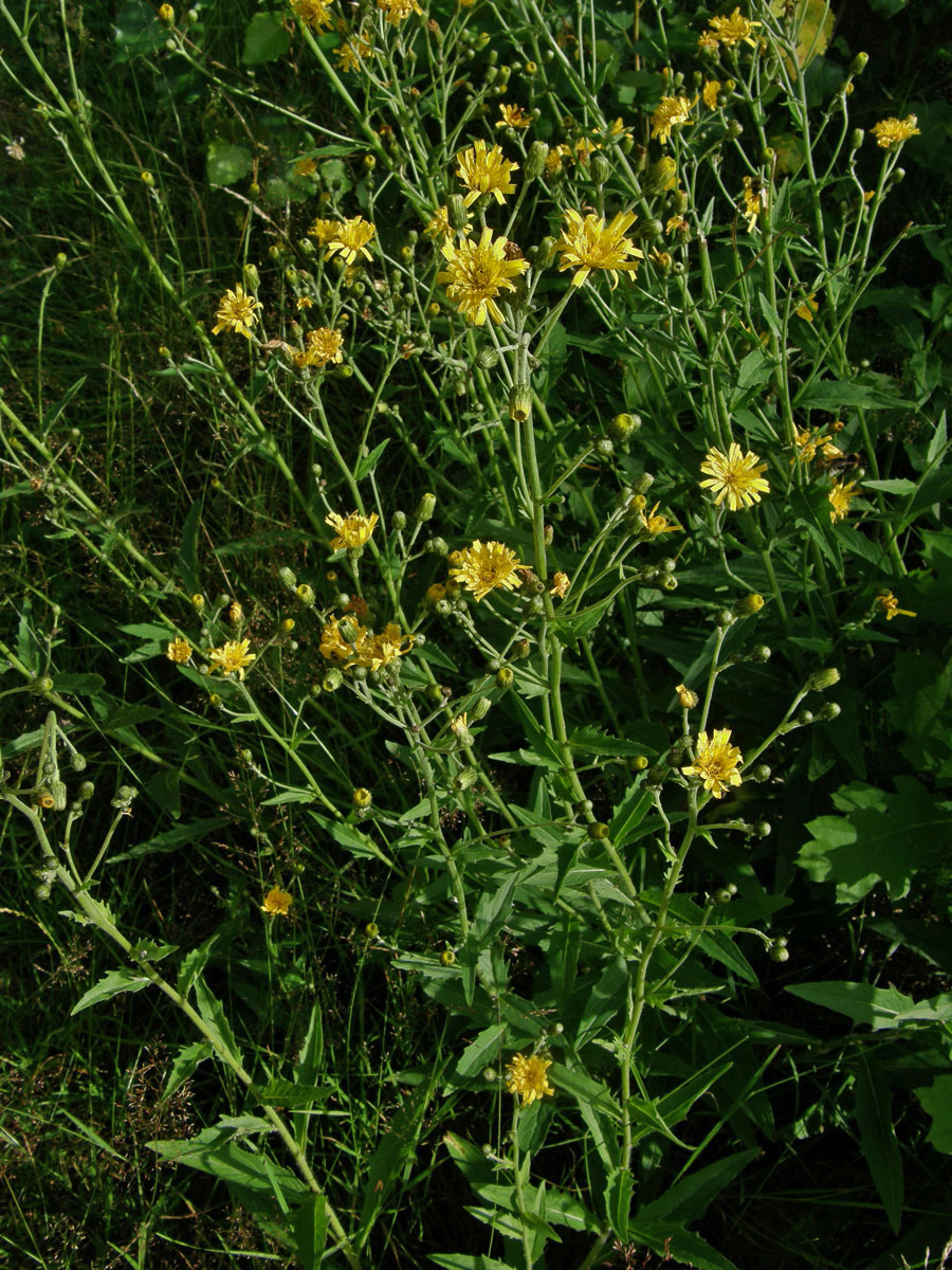 Jestřábník hladký (Hieracium laevigatum Willd.)