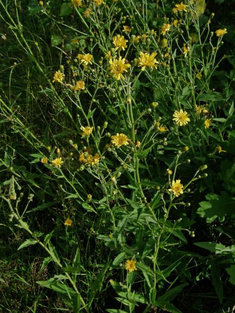 Jestřábník hladký (Hieracium laevigatum Willd.)