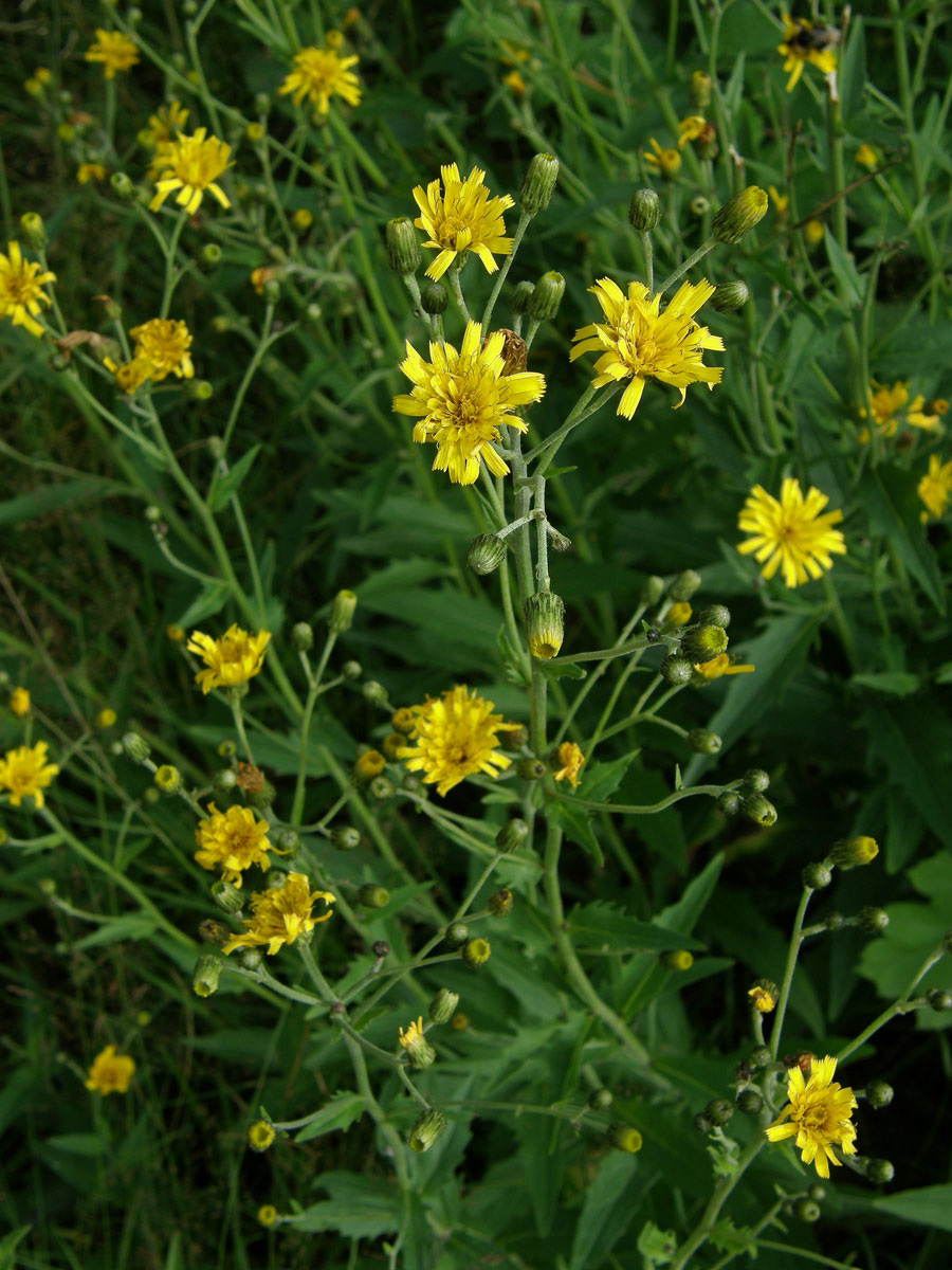 Jestřábník hladký (Hieracium laevigatum Willd.)