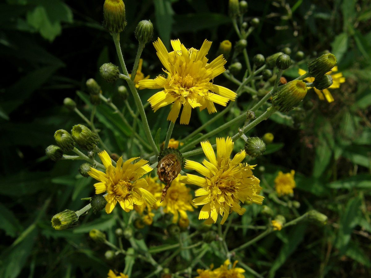 Jestřábník hladký (Hieracium laevigatum Willd.)