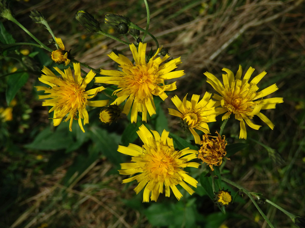 Jestřábník hladký (Hieracium laevigatum Willd.)