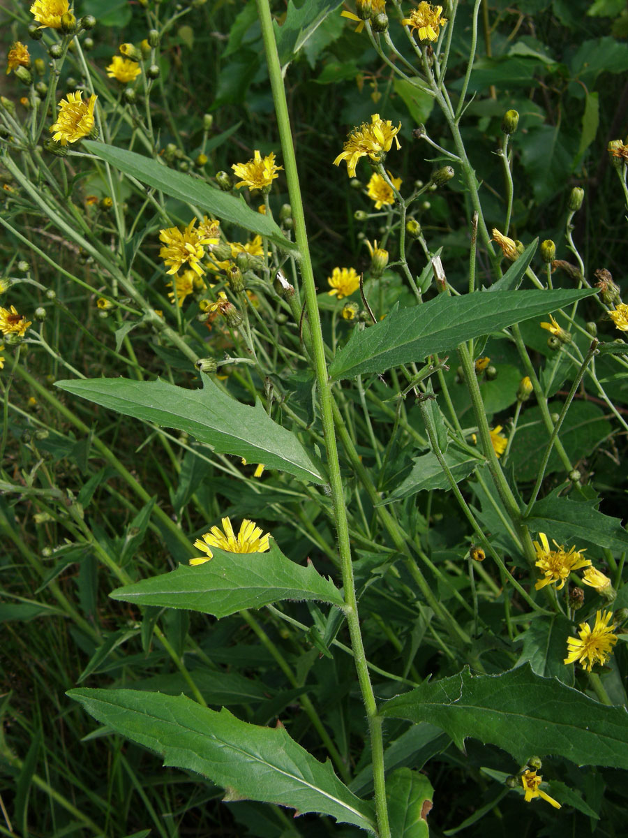 Jestřábník hladký (Hieracium laevigatum Willd.)