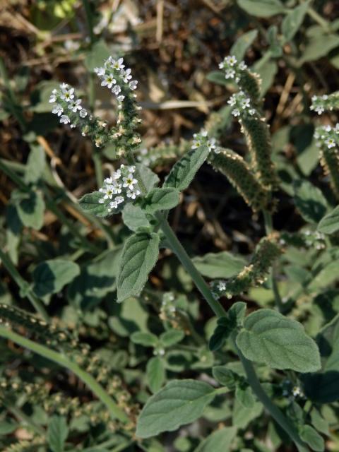 Otočník evropský (Heliotropium europaeum L.)