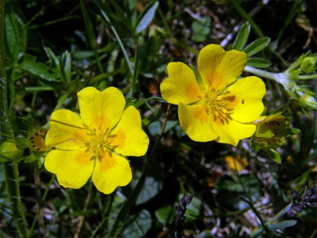 Mochna zlatá (Potentilla aurea L.)