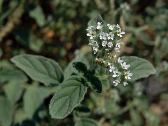 Otočník evropský (Heliotropium europaeum L.)