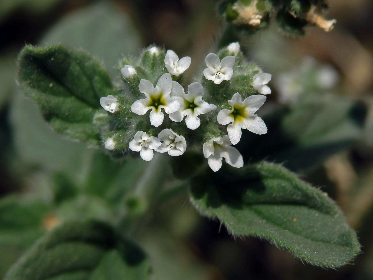 Otočník evropský (Heliotropium europaeum L.)