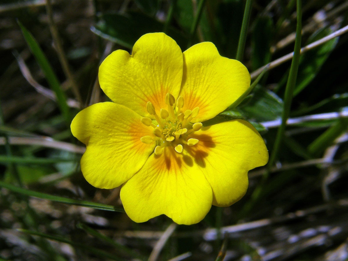 Mochna zlatá (Potentilla aurea L.)