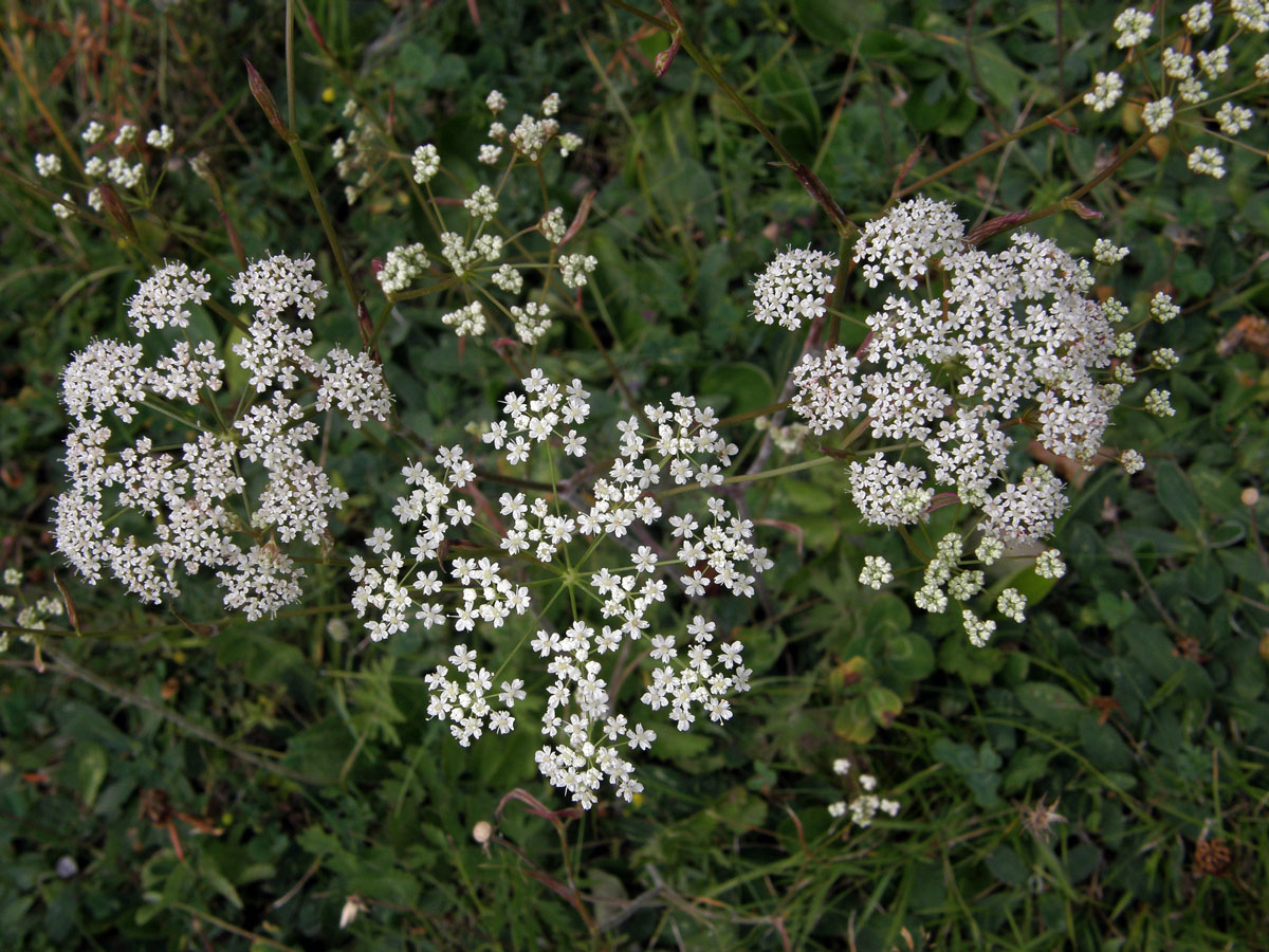 Bedrník větší (Pimpinella major (L.) Huds.)